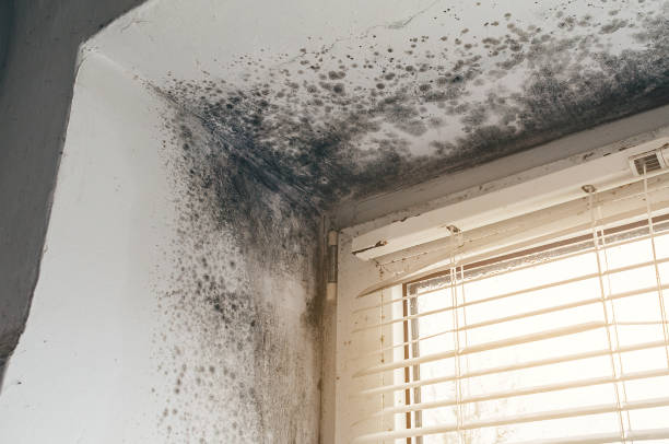 Affordable Mold Removal solutions in Carteret, NJ